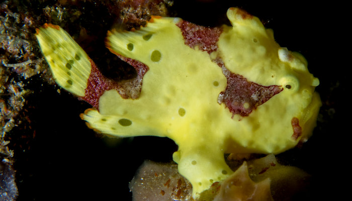 Yellow Painted Frogfish